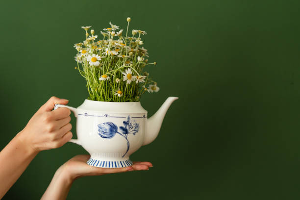 Woman hands holding kettle with flowers on green wall background stock photo