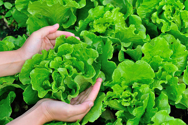 woman hands picking green lettuce in vegetable garden stock photo