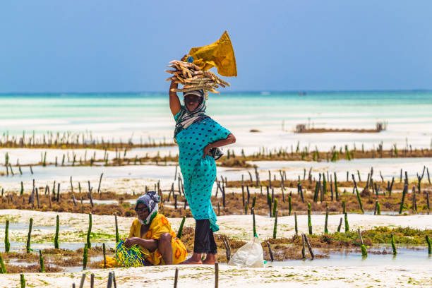 Woman harvesting sea weed on a sea plantation in traditional dress. stock photo