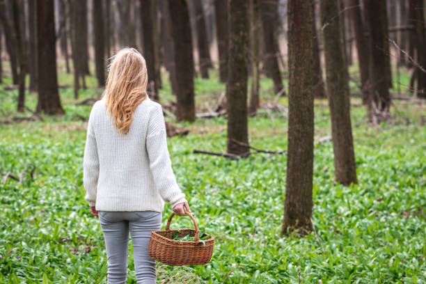 Woman harvesting wild garlic in forest at springtime stock photo