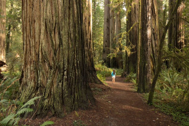 Woman hiker explores old growth forest Redwood National Park California Dwarfed by redwood tree trunks, a young woman hiker enjoys the old growth forest in the Simpson Reed Grove in Jedediah Smith State Park, part of Redwood National Park California. state park stock pictures, royalty-free photos & images