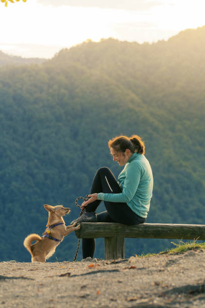 Woman hiker sitting on bench and playing with small dog on top of the hill stock photo