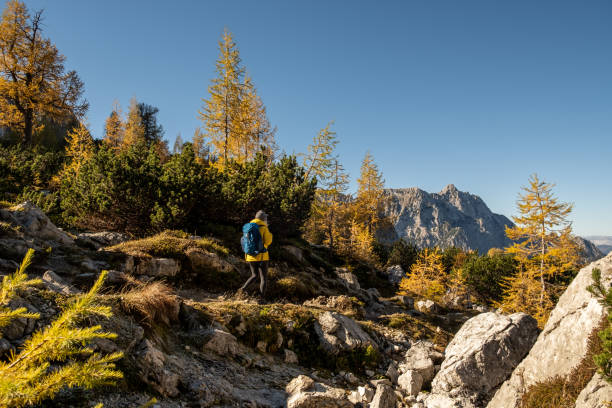 Woman hiking in Autumn Julian Alps stock photo