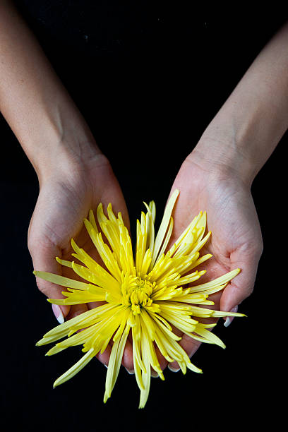 woman holding a yellow chrysanthemum stock photo