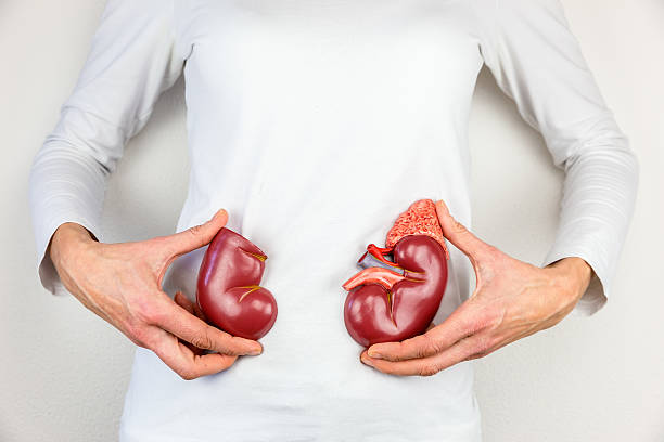 Woman holding model kidney halves at body stock photo