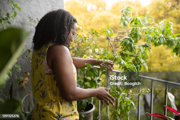 Woman Holds Basil Plant Growing on Her Balcony