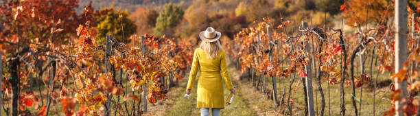 Woman in autumn vineyard stock photo