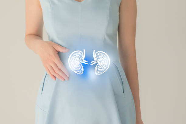 Woman in blue clothes holding virtual kidney in hand. Handrawn human organ, detox and healthcare, healthcare hospital service concept stock photo stock photo
