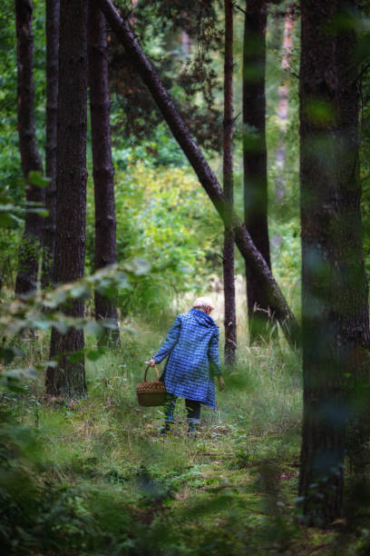 woman in raincoat walking with a basket in the forest in Poland in search of mushrooms stock photo