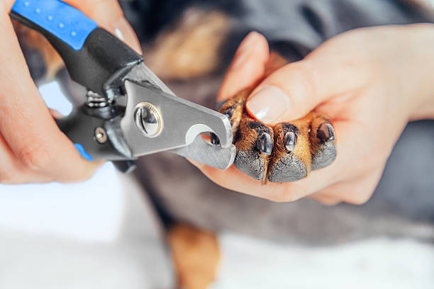 Woman is cutting nails of dog stock photo