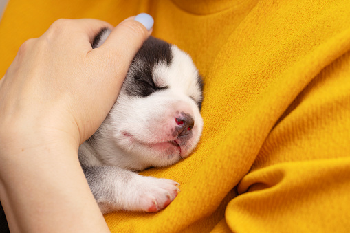 A woman is holding a newborn husky puppy. The female hugs the little puppy. Pet care concept .