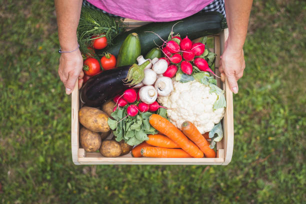 Woman is holding wooden crate full of vegetables from organic garden. Harvesting homegrown produce. Top view homegrown produce stock pictures, royalty-free photos & images