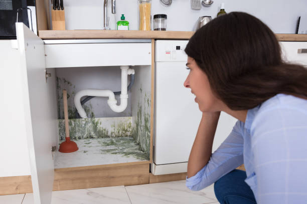Woman Looking At Mold In Cabinet Area Young Woman Looking At Mold In Cabinet Area In Kitchen fungal mold stock pictures, royalty-free photos & images