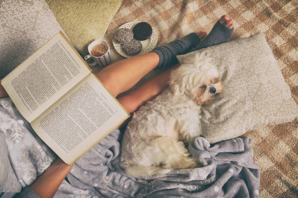 Woman lying on bed with dog Woman with cute dog Maltese, sweet gingerbread cookies, book, hot drink  lying on bed in the cozy room hygge stock pictures, royalty-free photos & images