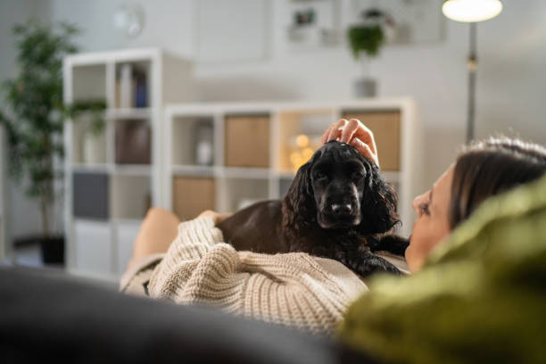 Woman lying on sofa in living room with her little dog stock photo
