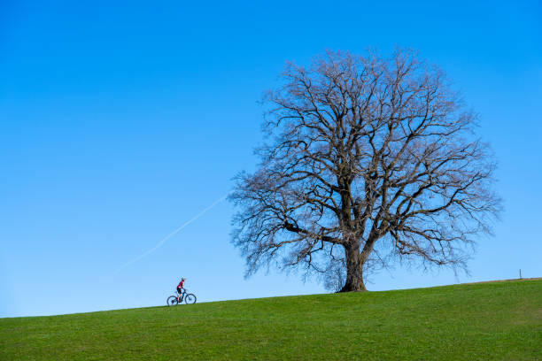 woman on ebike below a huge solitaire tree senior woman mountainbiking on a e-mountainbike in early spring below a huge old tree with snow covered Mount Hochgrat in background, in the Allgaeu Area, a part of the bavarian alps,Germany allgau alps stock pictures, royalty-free photos & images