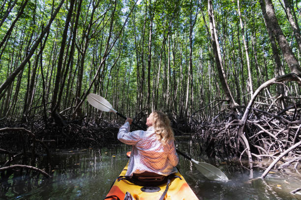 femme pagayant dans le kayak par des forêts de mangrove à krabi, thaïlande - kayak mangrove photos et images de collection
