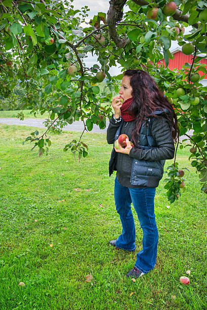 Woman picking apple from tree stock photo