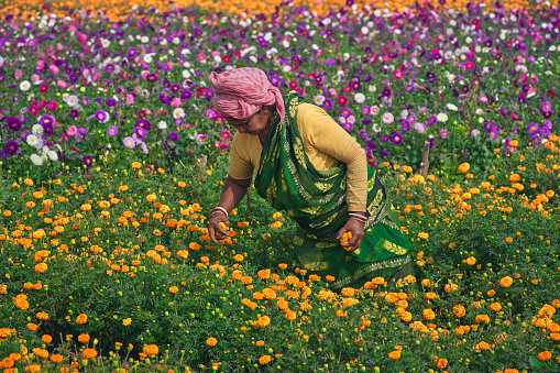 woman picking marigold flower in field of khirai west of midnapore picture id1126940892?k=6&m=1126940892&s=170667a&w=0&h=XY1d3gYH9sl7UIP1ARQWemawuOUCwAK5XiOrdghKmpk=