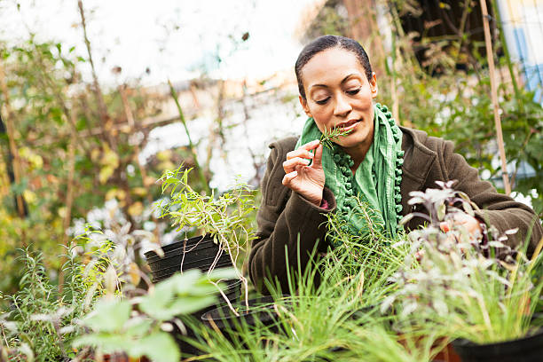 Woman Picking Rosemary Herb stock photo