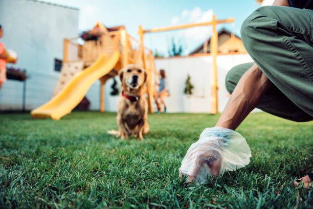Woman picking up dog poop from the lawn stock photo