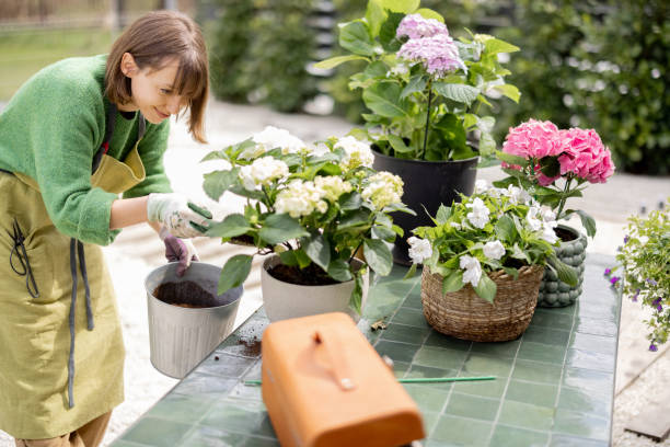 Woman planting flowers into pots on table in garden stock photo