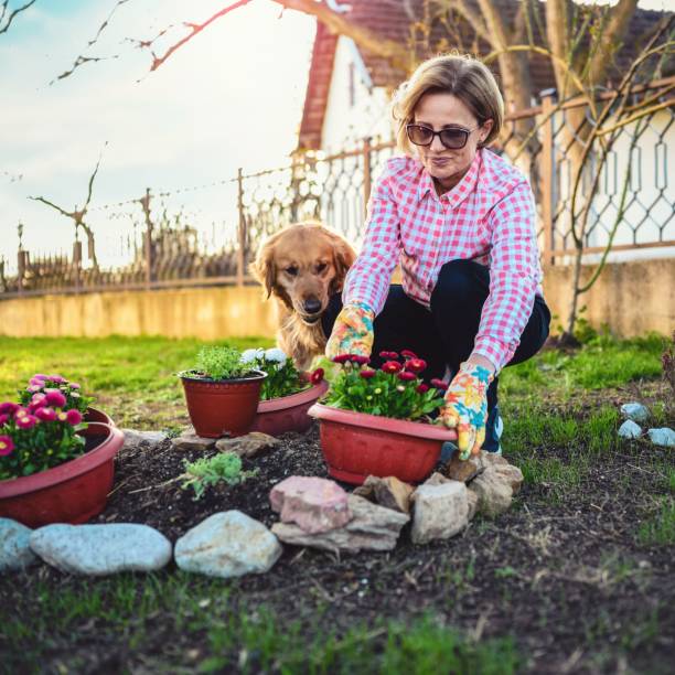 Woman planting flowers with her dog in summer garden stock photo