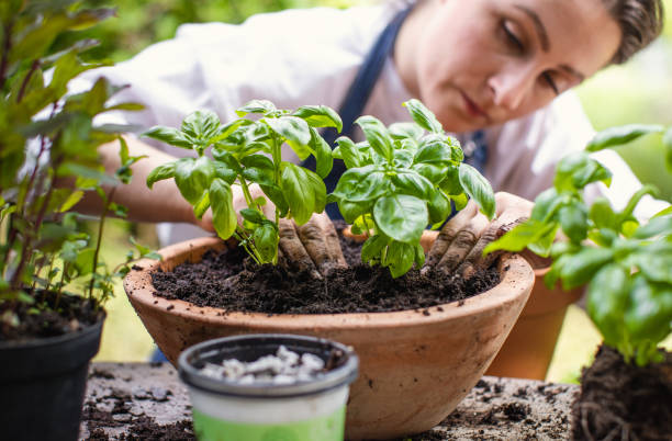 vrouw planten kruiden - basil plant stockfoto's en -beelden