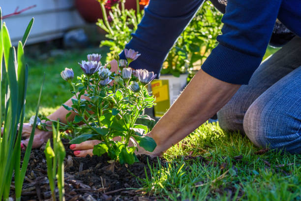 Woman planting spring flowers in backyard in sunlight Low angle view of woman’s hands planting flowers in spring mulch stock pictures, royalty-free photos & images