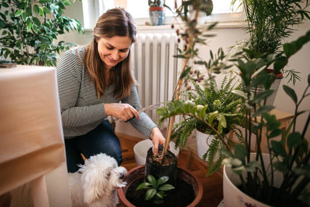 Woman planting while Maltese dog is besides her Woman planting while Maltese dog is besides her houseplant stock pictures, royalty-free photos & images