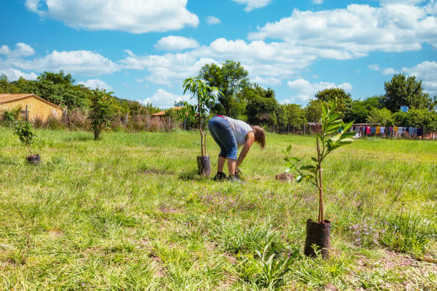 A woman plants a mango tree, a lemon tree and a ficus in her garden in Paraguay. stock photo