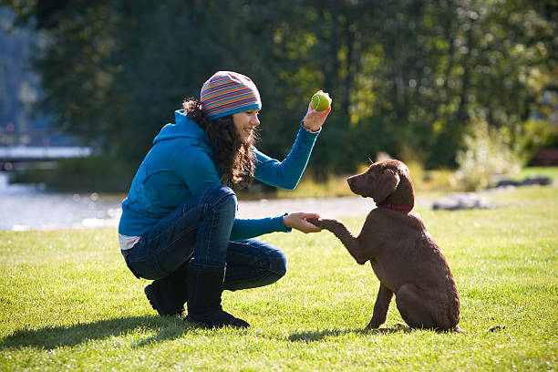 woman playing with and training puppy to shake hands - training stockfoto's en -beelden