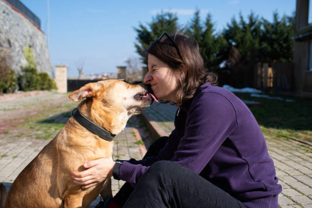 Woman playing with her disabled dog stock photo