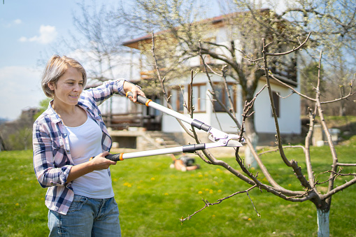 Woman pruning tree in backyard garden