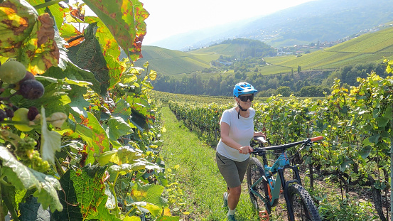 Lush vineyard growing in valley below the European Alps