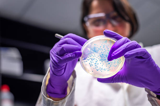 peneliti wanita melakukan pemeriksaan lempeng budaya bakteri - bioteknologi potret stok, foto, & gambar bebas royalti