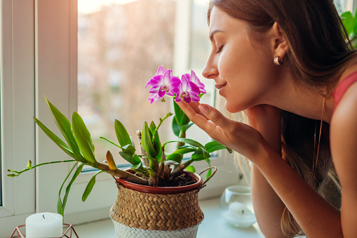 Benefits of Orchids - Stress Busters