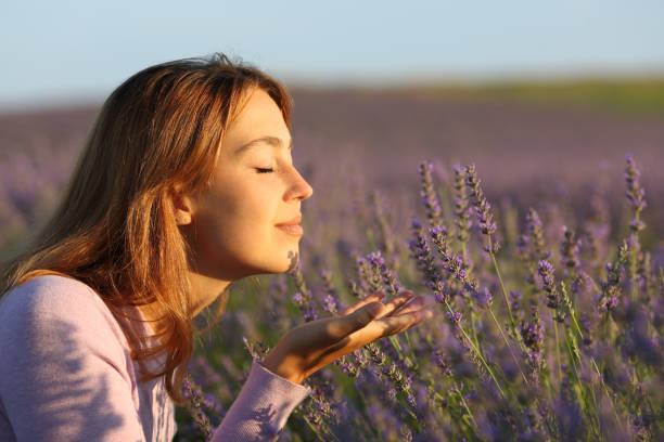 Woman smelling lavender flowers in a field at sunset stock photo