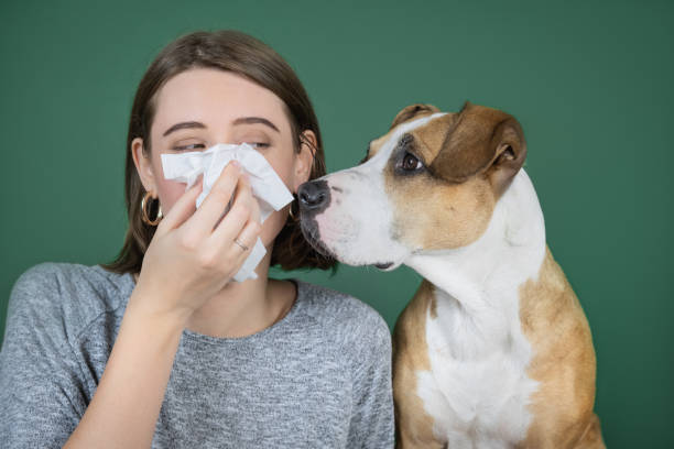 A woman sneezes and blows her nose into a napkin and looks at her dog. stock photo