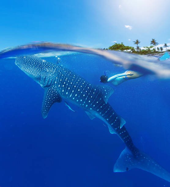 Woman snorkeling with whale shark stock photo