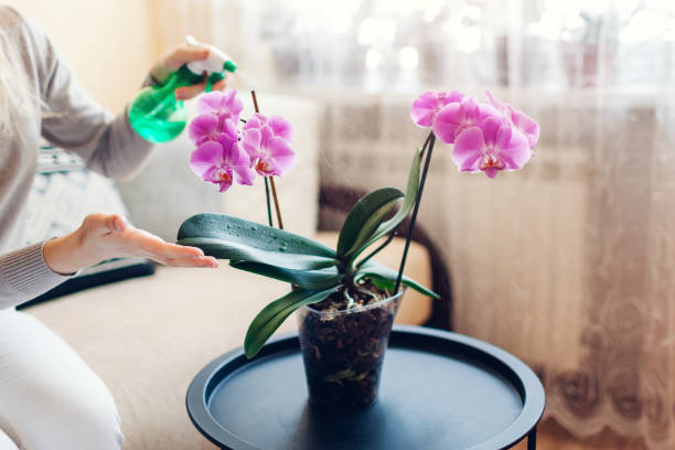 Woman spraying blooming orchid with water in living room. Housewife takes care of home plants and flowers stock photo