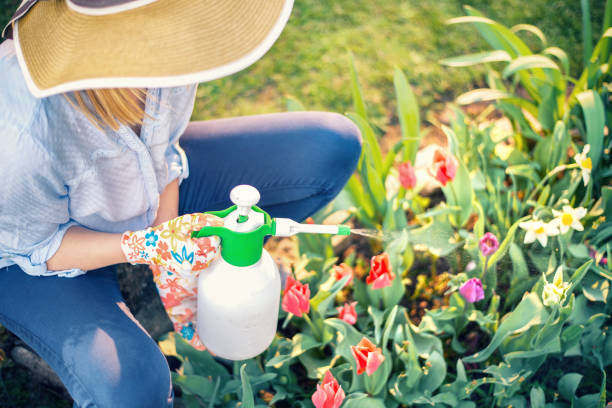 Woman spraying flowers in the garden Woman spraying flowers in the garden spray for insects stock pictures, royalty-free photos & images