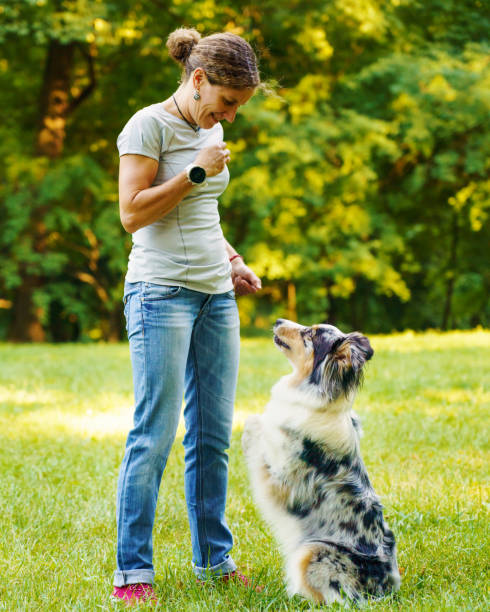 Woman teaching adorable smart dog Australian Shepherd new commands during obedience training in nature stock photo