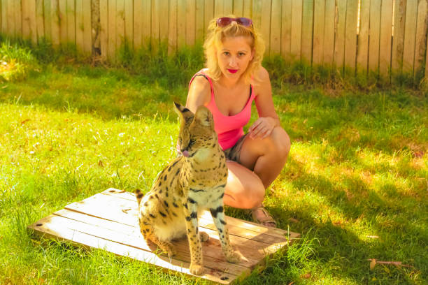 vrouw touchs serval - cango stockfoto's en -beelden