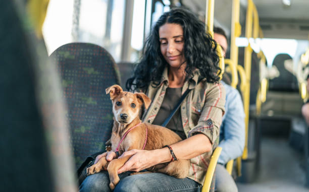 Woman traveling with her dog in the bus stock photo