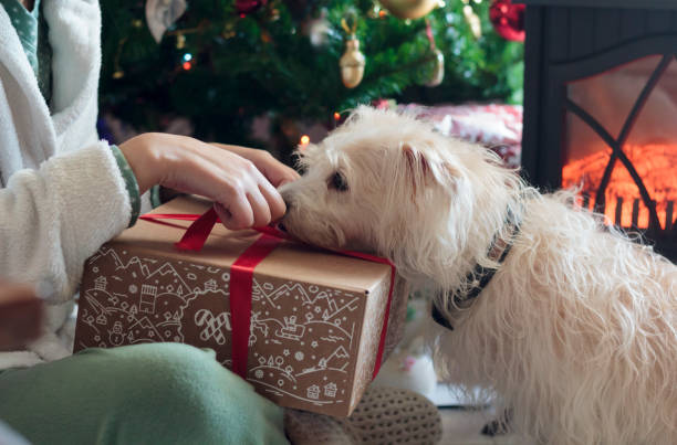 Woman unwrapping Christmas present with her dog by the Christmas tree stock photo