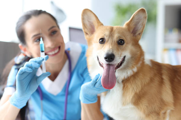 Woman veterinarian giving injection to domestic purebred corgi dog in clinic stock photo