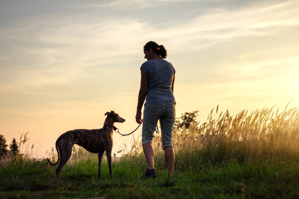 Woman walk with Spanish Galgo during sunset Woman walking with her dog during sunset at summer. Pet owner with greyhound enjoying walk outdoors early morning dog walk stock pictures, royalty-free photos & images