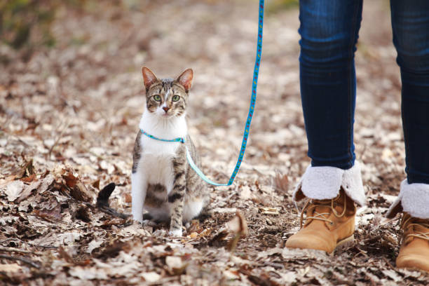 kvinna gå katt på en koppel utomhus i naturen - cat leash bildbanksfoton och bilder