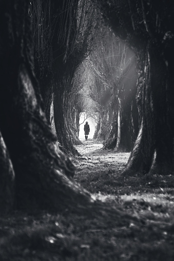 Woman Walking In Mystic Dark Forest Stock Photo Download Woman Walking In Mystic Dark Forest Stock Photo Download